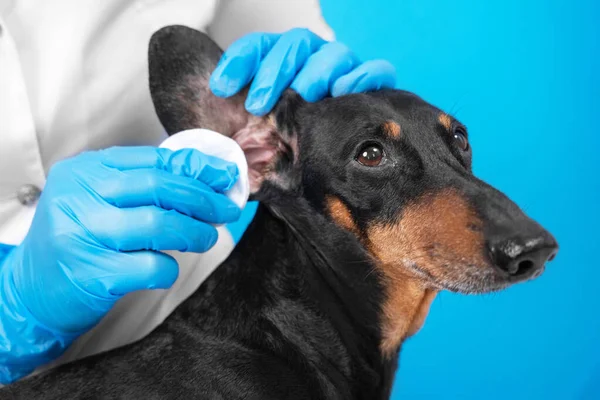 Veterinarian in sterile gloves cleans ears of obedient dachshund dog with cotton pad soaked in therapeutic solution, blue background, copy space