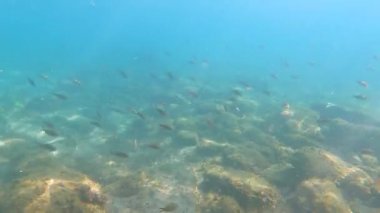 Derin denizin bilimsel araştırmacısı su altında yüzer ve balık ve deniz bitkilerinin yaşamını gözlemleyerek deniz yatağı ve resiflerini araştırır. Dalgıç su altı dünyasının çeşitliliğini görmek için şnorkelle yüzüyor