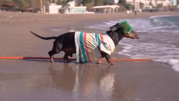 Vtipný jezevčík pes v šnorchlování masky opatrně vstupuje do studené vody potápět. Kabel, který napájí speciální zařízení se táhne od břehu k moři. Aktivní životní styl — Stock video
