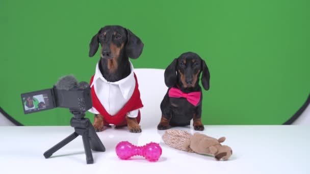 Perro perro salchicha adulto en chaqueta y camisa y blogger cachorro con pajarita rosa sentarse en la mesa delante de la cámara haciendo una revisión de los juguetes para mascotas para su vlog, mirar a su alrededor, corteza — Vídeos de Stock