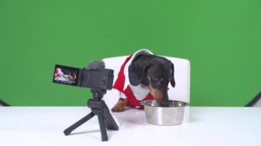 Kırmızı ceketli ünlü sevimli dachshund blogger köpeği profesyonel kameranın önünde oturuyor ve video günlüğü için içerik oluşturuyor. Su içer, yeni kuru yiyecekler dener.