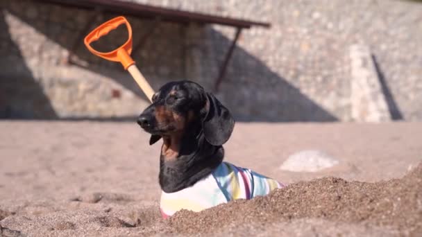 Niedlicher Dackel mit Schaufel sonnt sich in der Sonne und ruht sich nach harter Schatzsuche am Sandstrand aus. Gehorsamer Hund hörte Hilferuf seines Besitzers und rannte zu ihm — Stockvideo