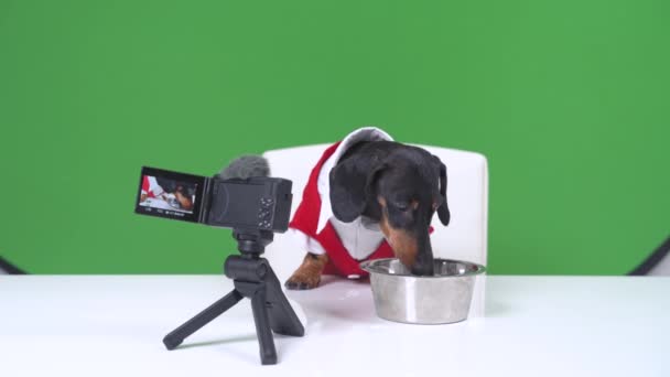 Famoso lindo perro blogger dachshund en chaqueta roja se sienta en la mesa delante de la cámara profesional con micrófono y crea contenido para su vlog. Bebe agua, prueba nuevos alimentos secos para hacer un — Vídeo de stock