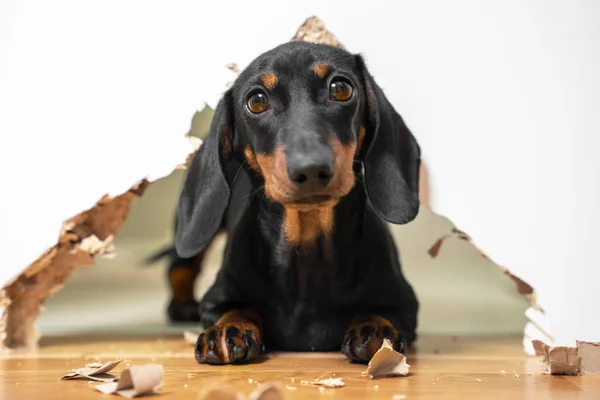 Potret anak anjing nakal yang lucu Dachshund sayang melihat pemilik setelah melakukan kekacauan di rumah, menggerogoti furnitur dan lubang di pintu. hewan peliharaan trik monyet — Stok Foto