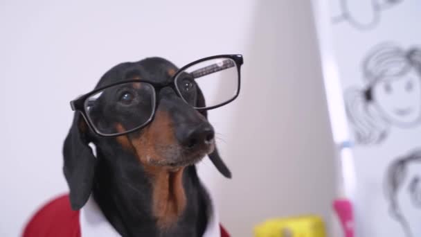 Grappige teckel hond met bril en shirt in lichte kamer — Stockvideo