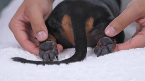 Divertente bassotto cucciolo subisce zampe massaggio in salone di cane — Video Stock