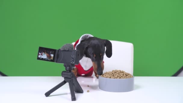 Der berühmte Dackel Blogger Dog in roter Jacke sitzt mit Mikrofon am Tisch vor der professionellen Kamera und erstellt Inhalte für sein Futtervlog. Probieren Sie neue Trockenfutter, um eine Empfehlung abzugeben. Snacks für — Stockvideo