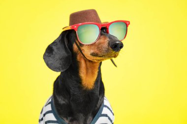 Geniş kenarlı kovboy şapkalı ve polarize lensli güneş gözlüklü havalı köpek maceraya, sarı arka plana, reklam için kopyalama alanına doğru yolculuğa çıkacak.