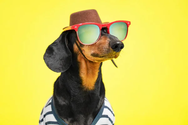 Geniş kenarlı kovboy şapkalı ve polarize lensli güneş gözlüklü havalı köpek maceraya, sarı arka plana, reklam için kopyalama alanına doğru yolculuğa çıkacak.