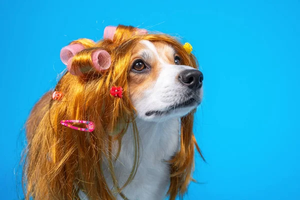 funny dog corgi pembroke in a bright yellow wig in curlers on a blue background. Grooming and care a pet. Copy space.