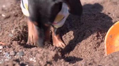 Dachshund köpeği ıslak kumsaldan kablo kazmak için koşar.