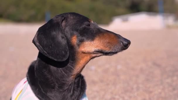 Curioso perro salchicha pura raza ladra y corre a lo largo de la playa — Vídeo de stock