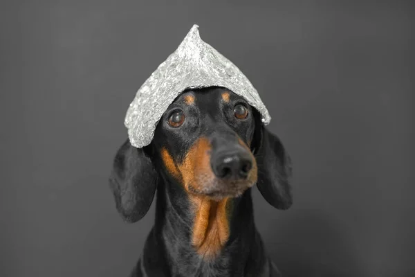 Dachshund dog with tin foil cap poses for camera on grey