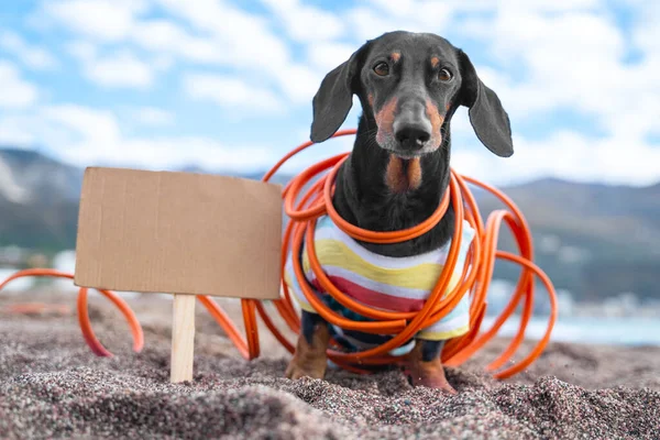 Ativista ambiental bonito dachshund cão envolto fio em protesto, placa de papelão preso com espaço de cópia para requisitos em areia e piquete encenado — Fotografia de Stock