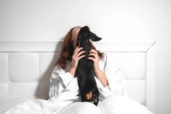 Smiling woman and dachshund puppy kisses and playfully indulge in fun on the bed early in the morning. Friendship and love with pets — Stock Photo, Image