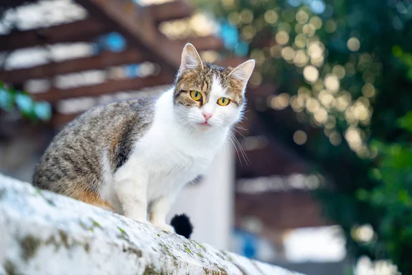 Homeless beautiful cat with big green eyes looks scared at passerby — Stock Photo, Image