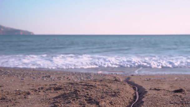 Speelse teckel hond loopt langs de kust en kwispelt zijn staart vrolijk. Elektrische kabel ligt in sleur in zand op strand en zeebodem. Moderne technologieën vormen een bedreiging voor milieu en ecologie — Stockvideo