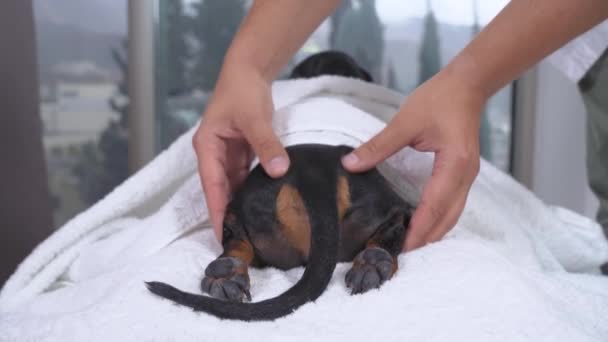 Dachshund cão sofre procedimento de massagem de volta no salão — Vídeo de Stock