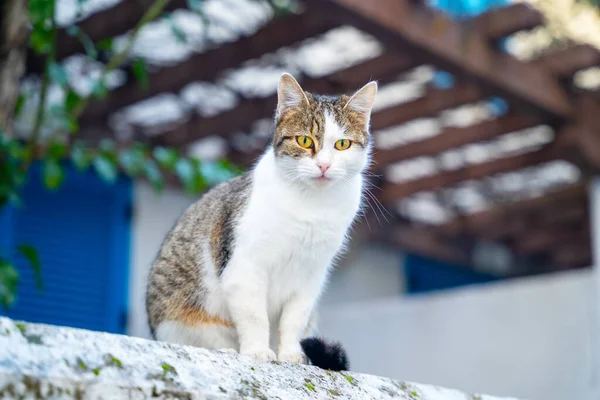 Cute multicolored kitty with unusual yellow eyes sits on parapet of terrace. Pet went for walk in the yard or stray cat lives on street and watches passers-by, blurred background — Stock Photo, Image