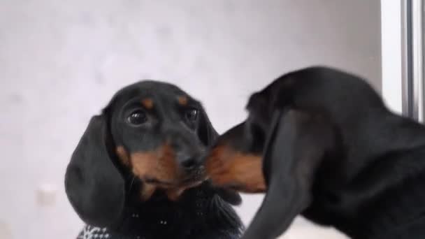 Dachshund cão clinks champanhe com reflexão no quarto — Vídeo de Stock