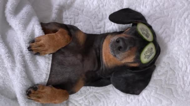 cucumber funny video