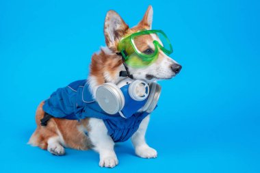 Tehlikeli madde giysisi içinde solunum koruyucu maskesi ve mavi arka planda duran plastik gözlüklü komik Galli Corgi Pembroke. Köpek plajda yüzme sezonuna hazırlanıyor.
