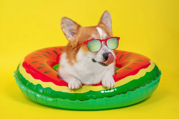 Смолящая корги пемброд собака в красных солнцезащитных очках с поляризующим покрытием — стоковое фото