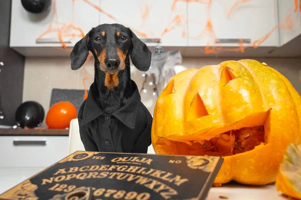 Funny dachshund dog in black shirt prepared for fun Halloween party - decorated apartment with balloons and cobweb, made pumpkin jack-o-lantern and got ouija board