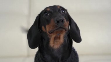 Mutlu köpek havlar ve kuyruğunu sallayarak kameraya bakar.