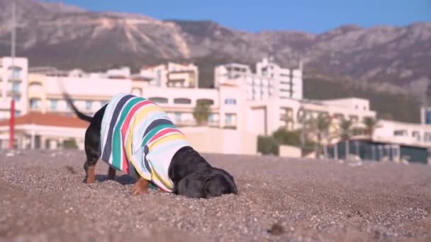 Divertido perro salchicha encontró cable eléctrico enterrado en la arena mientras jugaba en la playa. Comunicaciones urbanas mal instaladas y ecología ambiental — Vídeos de Stock