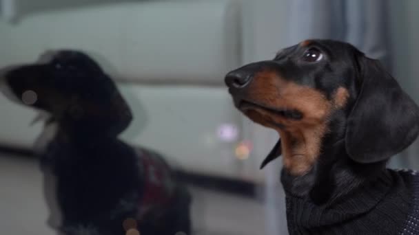 Droevige teckel puppy in warme gezellige trui ziet er bedachtzaam uit raam met reflectie van hond, alleen thuis gelaten. Pet hoorde dat de eigenaar terugkwam en naar hem toe rende. — Stockvideo