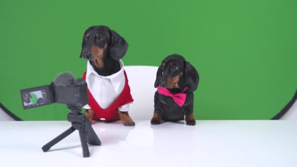 Два симпатичных известных собака и щенок таксы работает развлекательные домашние животные блог или реклама. Собака покорно сидит за столом с профессиональной камерой и микрофоном. Лай веселья — стоковое видео