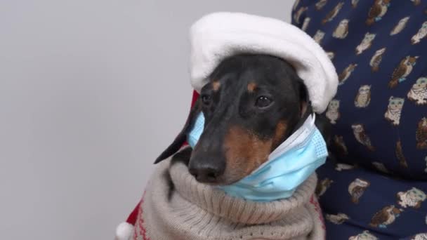 Sıcak süveter içinde komik yorgun dachshund ve yanlış takılmış tıbbi maskeli Noel Baba şapkası gözlerini yavaşça uykuya daldırıyor. Salgından sonra yeni gerçeklik — Stok video