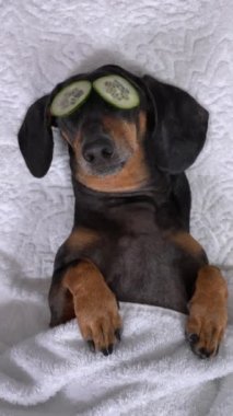 Profesyonel masör gözlerine salatalık sürer köpek dachshund, siyah ve bronzlaşmış, spa prosedürlerinden gevşemiş, havluyla kaplanmış. Sağlık ve kaplıca haftasonu. dikey video.