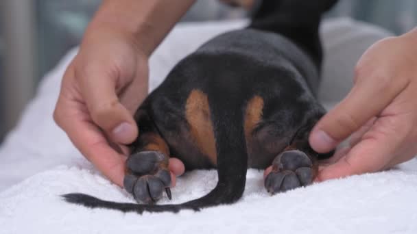 Osteopatický lékař provádí wellness nebo relaxační masáž poslušného jezevčíka na akupunkturních místech veterinární kliniky, zblízka — Stock video