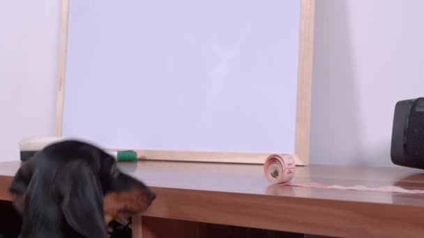 Dachshund chien en rose ferme sent rouleau de ruban à mesurer — Video
