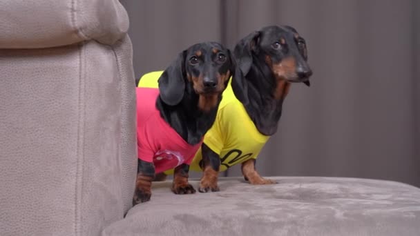 Curious dachshund dogs in t-shirts look from behind sofa — Stock Video