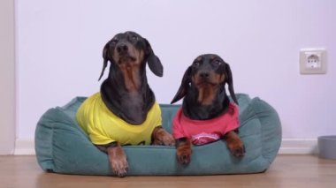 Komik dachshund köpekleri yan yana bakar ve minderden kaçar.