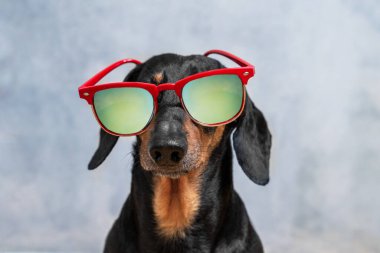 Güneş gözlüklü komik siyah ve kahverengi dachshund köpek portresi çarpık bir şekilde yüz, ön görüş, gri arka plan, reklam için kopyalama alanı