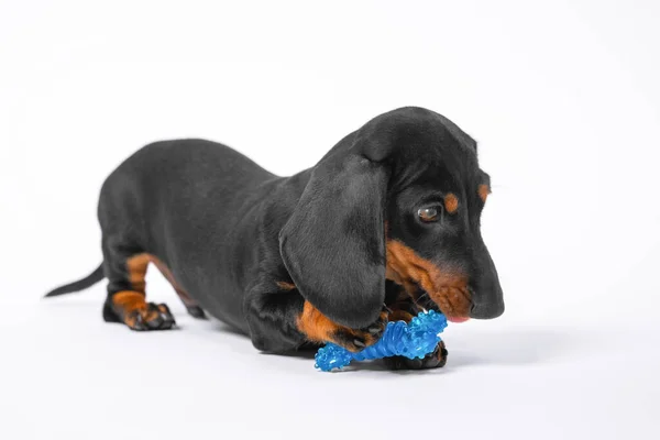 Precioso cachorro dachshund juega con un juguete de silicona azul especializado en forma de hueso para los dientes de crecimiento con picazón de perro bebé, fondo blanco, espacio para copiar — Foto de Stock