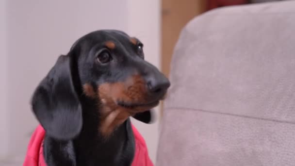 회색 소파에 빨간 옷을 입은 검정 색 다크쉬운 강아지 — 비디오