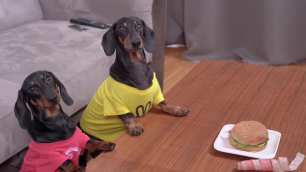 人は昼食のためにハンバーガーをテーブルの上に残し、気を散らした。カラフルなTシャツのいたずらな面白いアヒルの犬は、所有者からジャンクフードを盗んだり請ったりしようとします — ストック動画