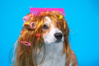 Saç tokaları ve bigudileri olan dağınık peruklu güzel bir köpek ve mavi arka planda büyük pembe bir tarak. Hayvan bakımı, tımar. Boşluğu kopyala.
