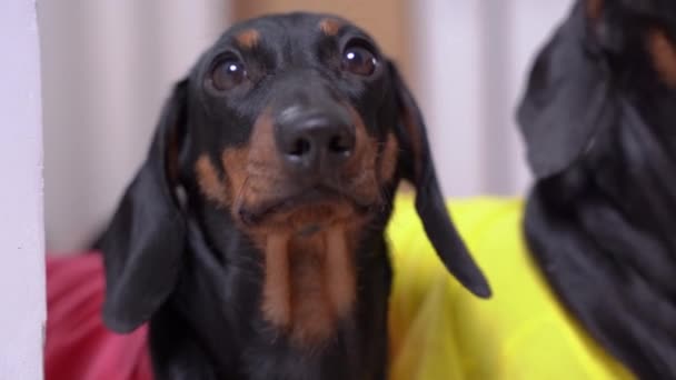 Dachshund cachorro en ropa rosa posa para la cámara cerca del perro — Vídeo de stock