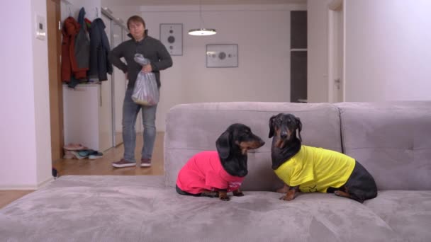 Homme agite doigt à teckel chiens assis sur canapé gris doux — Video