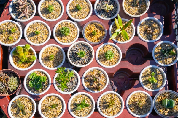 Pots with succulent sprouts decorated with pebbles stand in round shape pallet in the market. Indoor plants for creating comfort and beauty in house