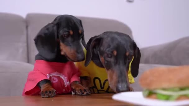 Aç dachshund köpekleri masada lezzetli bir hamburger kokusu alırlar. — Stok video