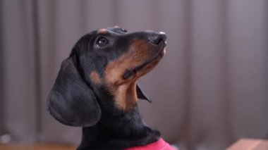 Uzun kulaklı Dachshund köpeği oturma odasında kameraya poz veriyor.