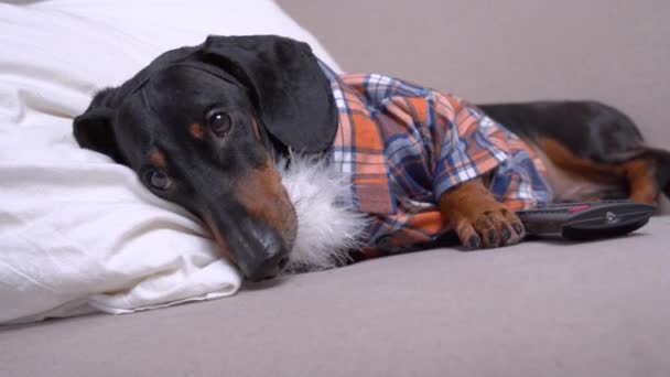 Cão dachshund triste em camisa quadriculada hipster e com falsas paródias barba velho homem por isso veio a deitar-se no sofá acolhedor com travesseiro, cobertor quente — Vídeo de Stock