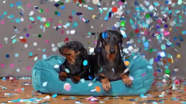 2 세대의 귀여운 다크 순 개들이 애완 동물 침대에 누워 중요 한 행사, 기념일이나 생일을 기념하며 화려 한 콘 페티가 위에서 천천히 내려오고 있다.. — 비디오